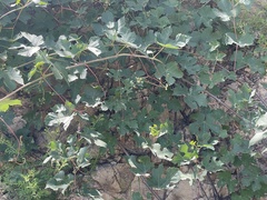 Ampelopsis humulifolia