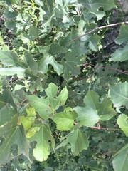 Ampelopsis humulifolia