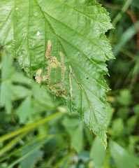 Agromyza filipendulae