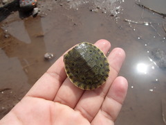 Trachemys ornata