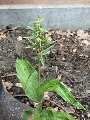 Epipactis helleborine