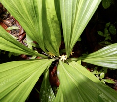 Curculigo orchioides