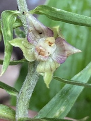 Epipactis helleborine