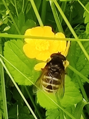 Sericomyia