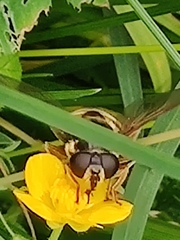 Sericomyia