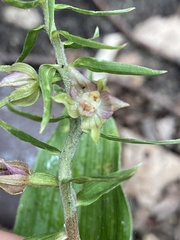 Epipactis helleborine