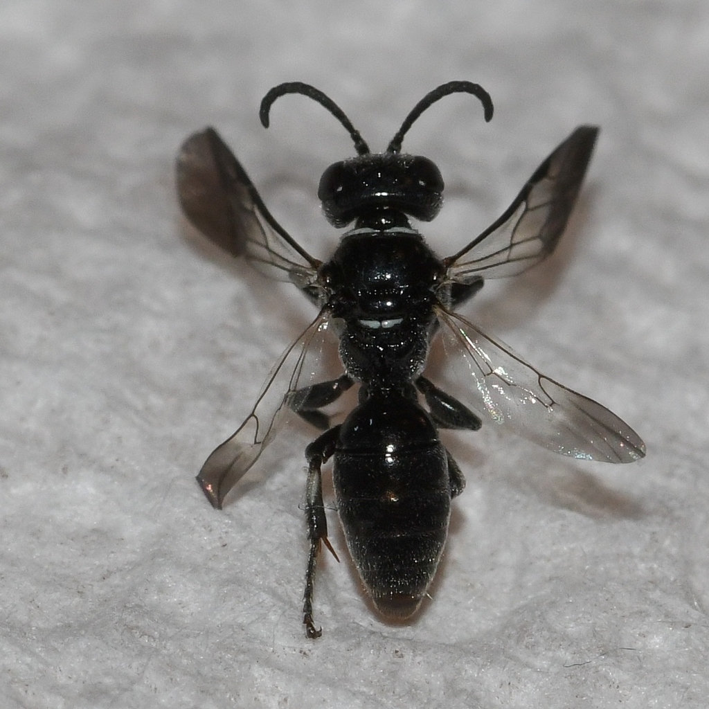 Bothynostethina