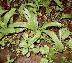 Curculigo orchioides