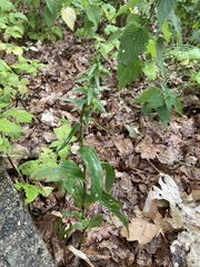 Epipactis helleborine