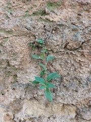 Parietaria judaica