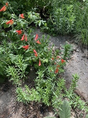 Penstemon barbatus
