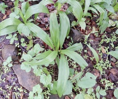 Curculigo orchioides