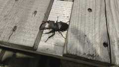 Lucanus cervus cervus