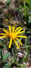 Crepis chrysantha