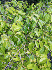 Cleistanthus