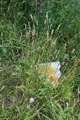 Alopecurus pratensis