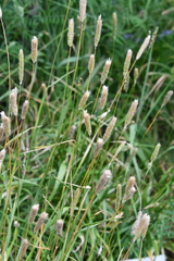 Alopecurus pratensis