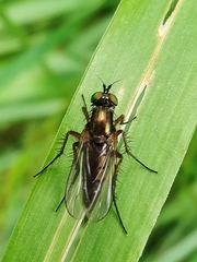 Dolichopus ungulatus