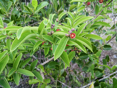 Cratoxylum cochinchinense