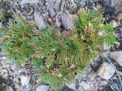 Selaginella tamariscina