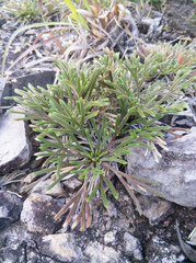 Selaginella tamariscina