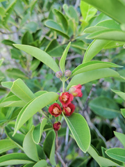 Cratoxylum cochinchinense