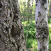 Beech Bark Disease - Photo (c) kkvinson, some rights reserved (CC BY-NC), uploaded by kkvinson