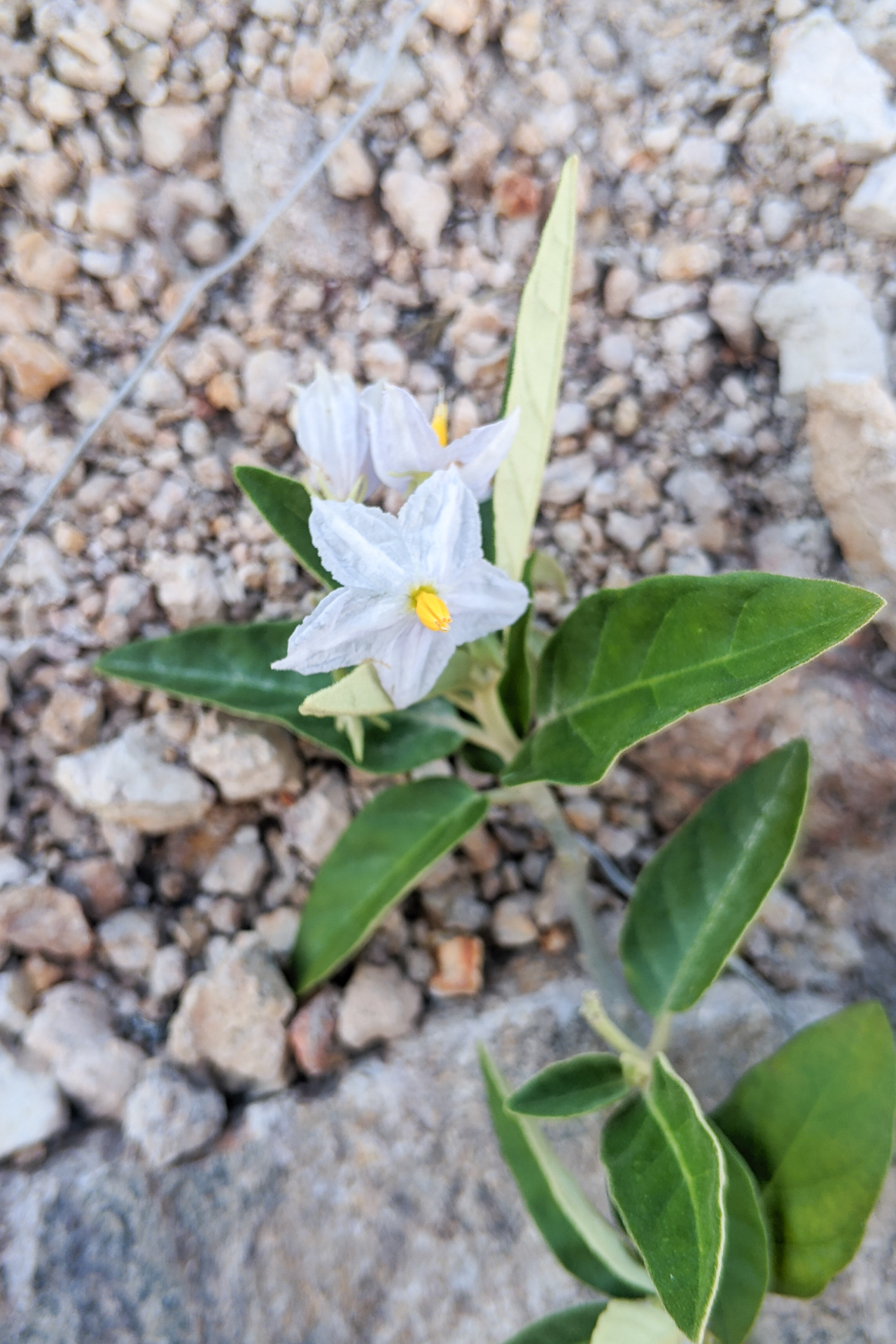 Solanum robinsonii
