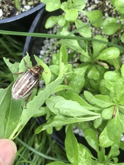 Polyphylla occidentalis