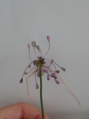 Allium carinatum
