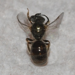 Lasioglossum illinoense