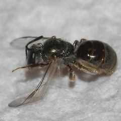 Lasioglossum illinoense