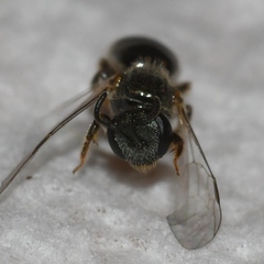 Lasioglossum illinoense