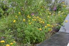 Tanacetum vulgare boreale