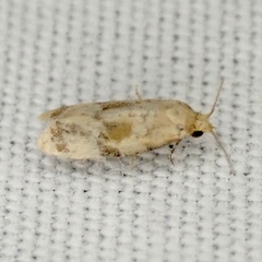 Platphalonidia magdalenae