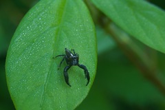 Salticidae