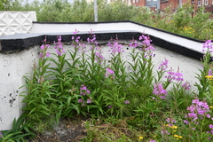 Chamaenerion angustifolium