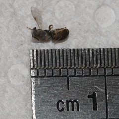 Lasioglossum illinoense
