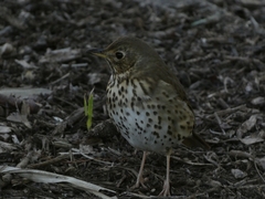 Turdus philomelos