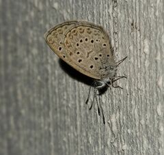 Zizeeria knysna knysna