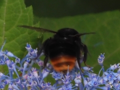 Bombus ignitus