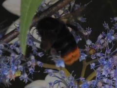 Bombus ignitus