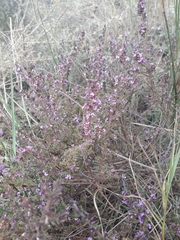 Muraltia macropetala