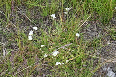 Cerastium regelii