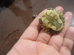 Trachemys ornata