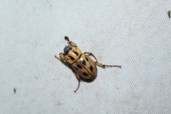 Cyclocephala stictica