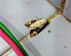 Formofentonia orbifer