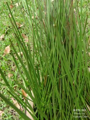 Schoenoplectus triqueter