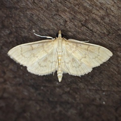 Anania leuschneri