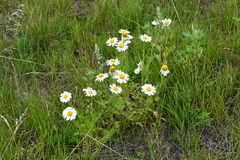 Tripleurospermum hookeri